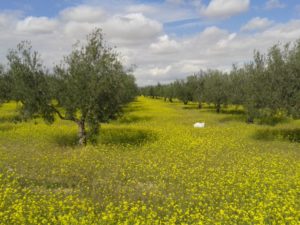 Field of olive trees