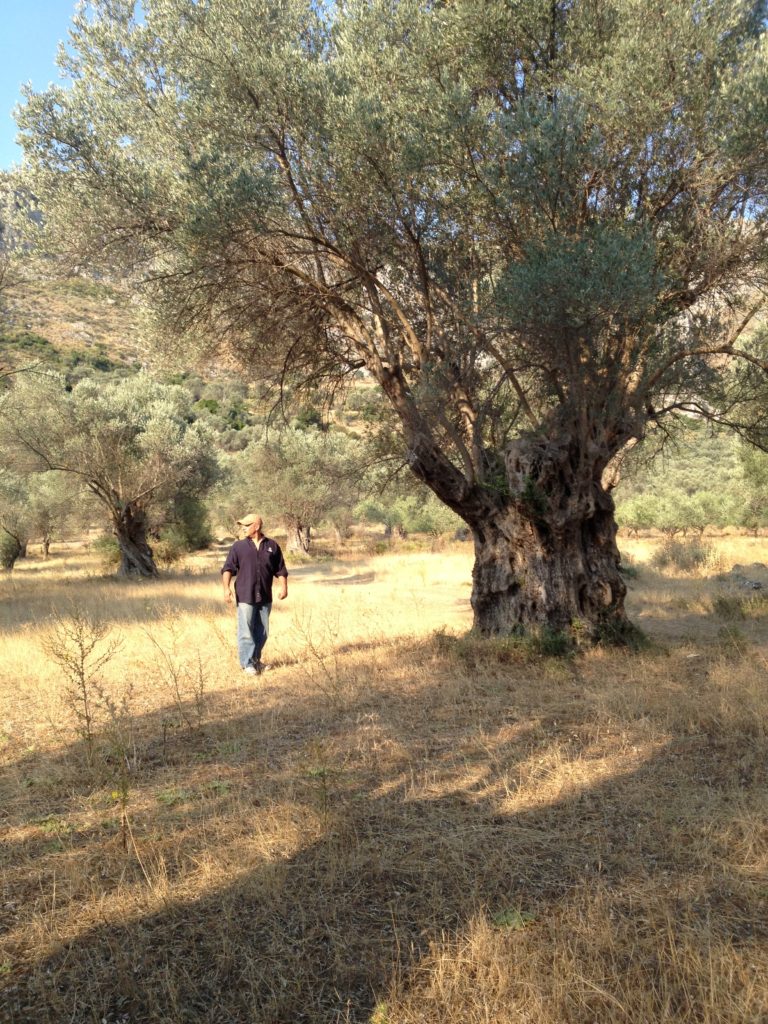 Man walking in a field of olive trees