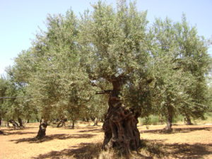 Olive tree during the daytime